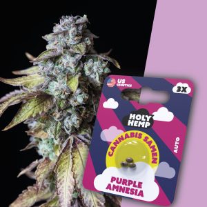 holy-hemp-cannabissamen-purple-amnesia_1920x1920.jpg